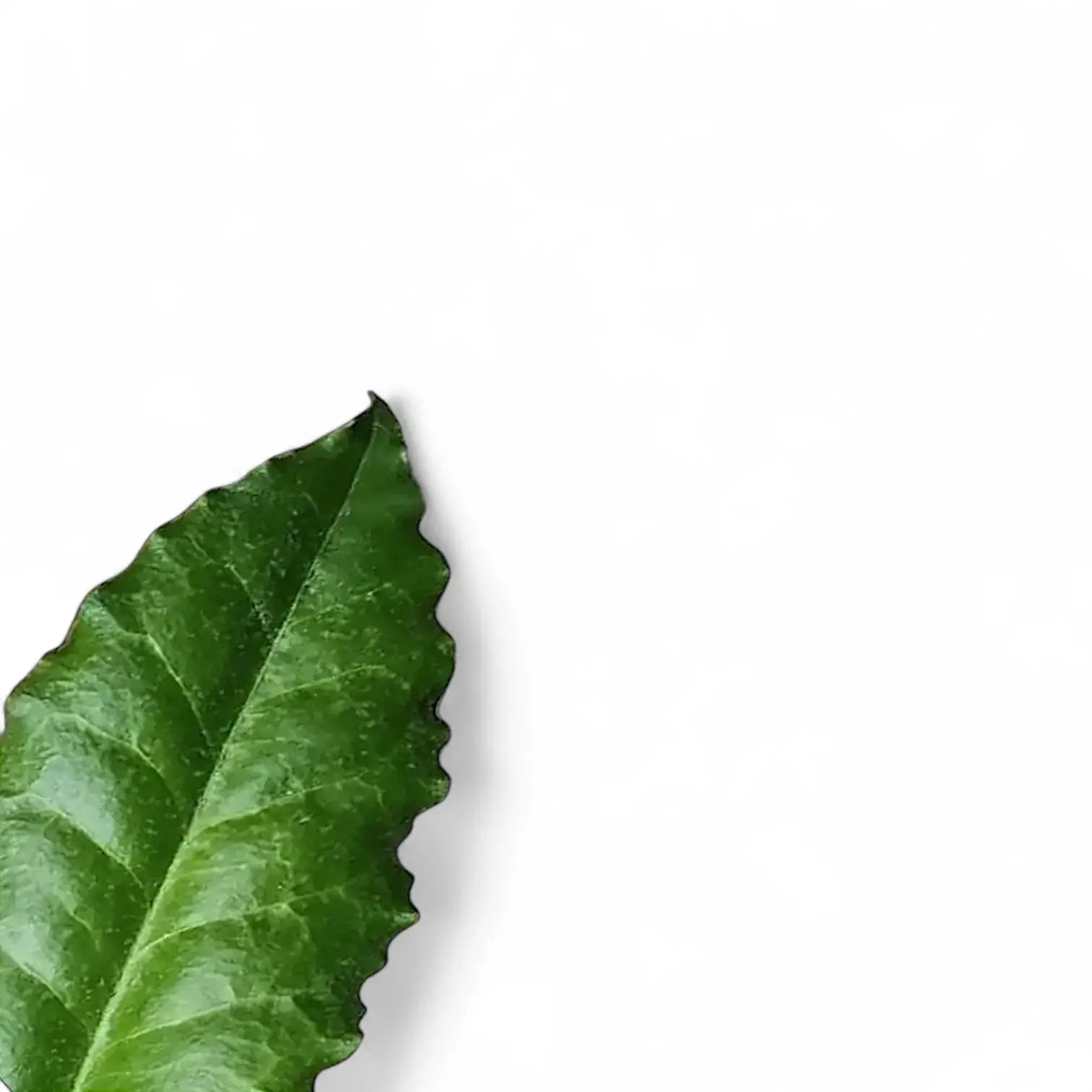 Hoya versteegii – Blattdetail vor weißem Hintergrund..