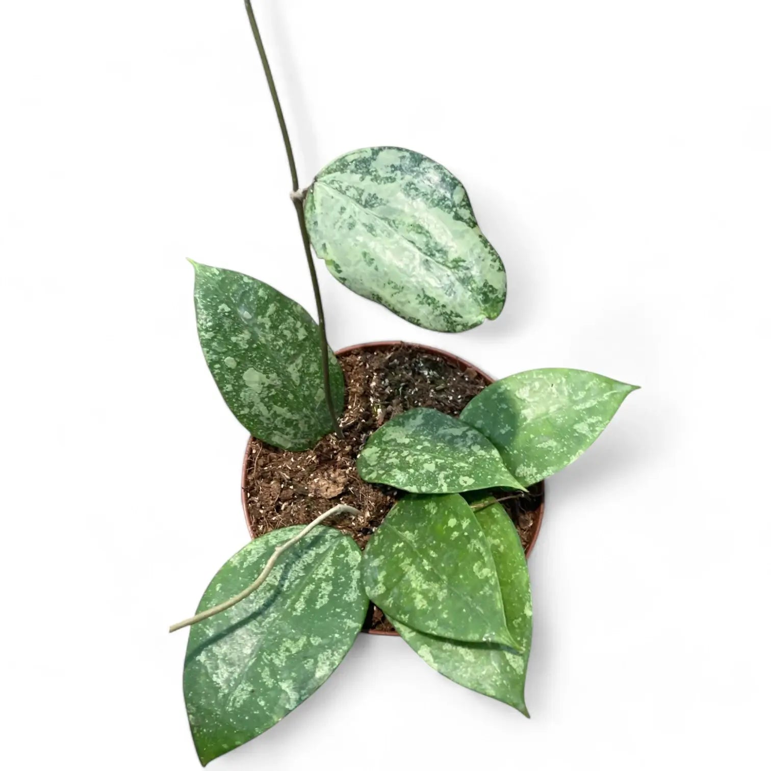 Hoya verticillata 'Nanjuk Splash' potted houseplant in nursery pot on white background, product photo 3.