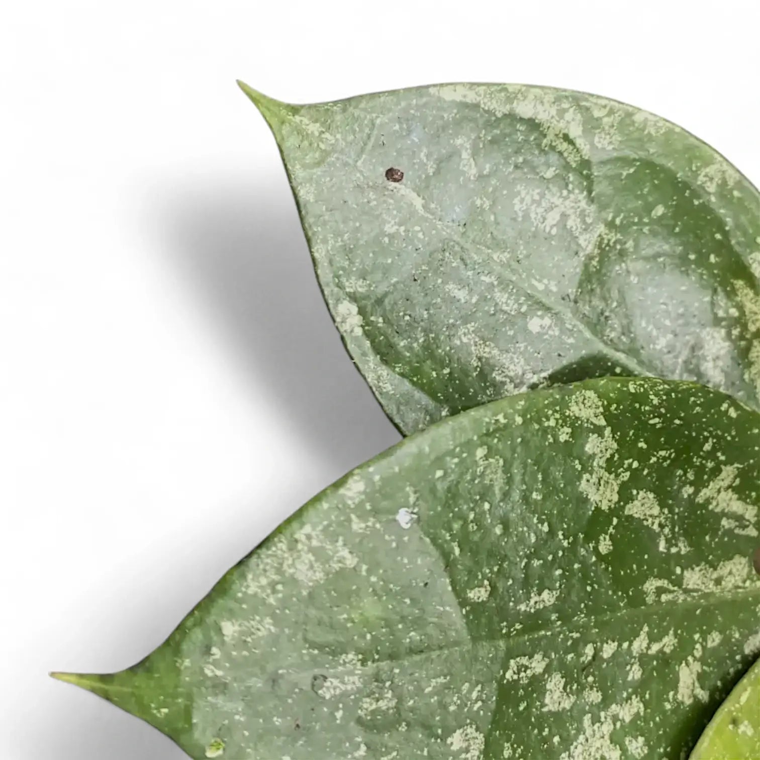 Hoya verticillata 'Nanjuk Splash' potted houseplant in nursery pot on white background, product photo 5.