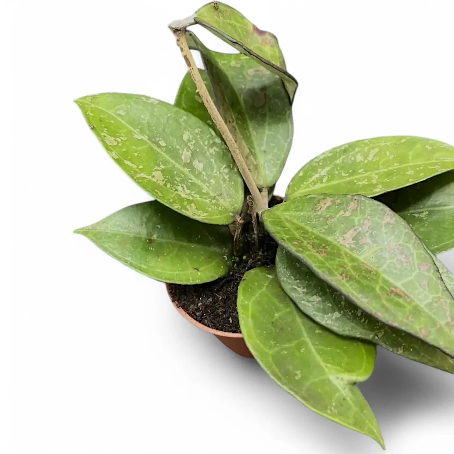 Hoya verticillata var. verticillata 'Pink Splash' potted houseplant in nursery pot on white background, product photo 3.