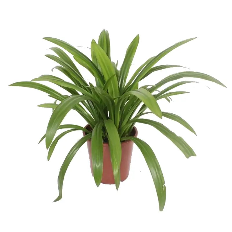 Hymenocallis speciosa potted houseplant in nursery pot on white background, product photo 2.