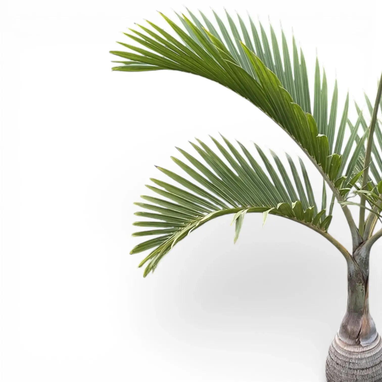 Hyophorbe lagenicaulis mit grünen Blättern vor weißem Hintergrund