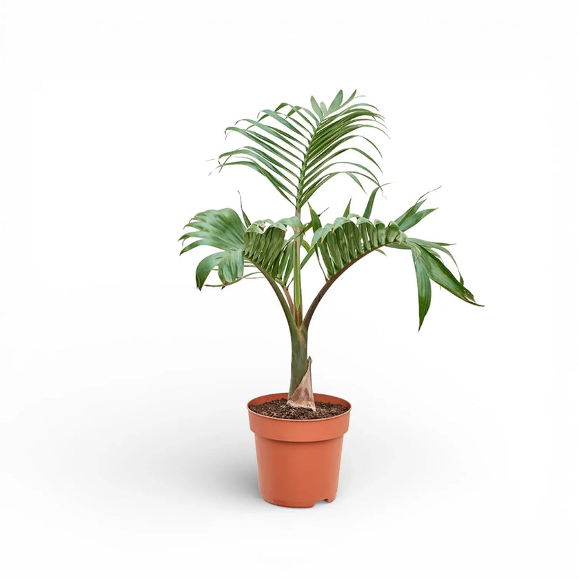 Hyophorbe lagenicaulis im Topf mit grünen Blättern vor weißem Hintergrund