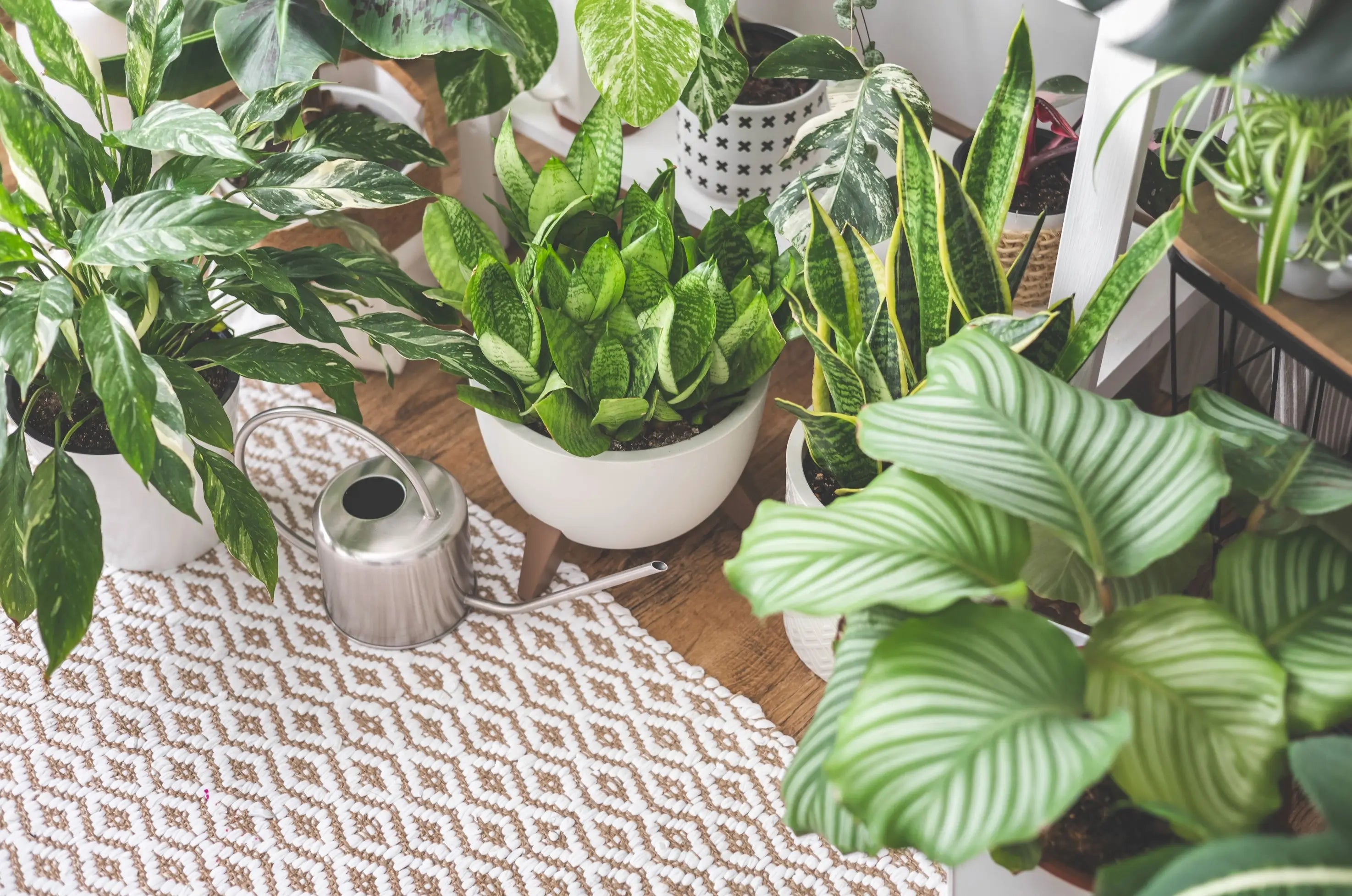 Indoor plants in pots on a wooden floor with a patterned rug.