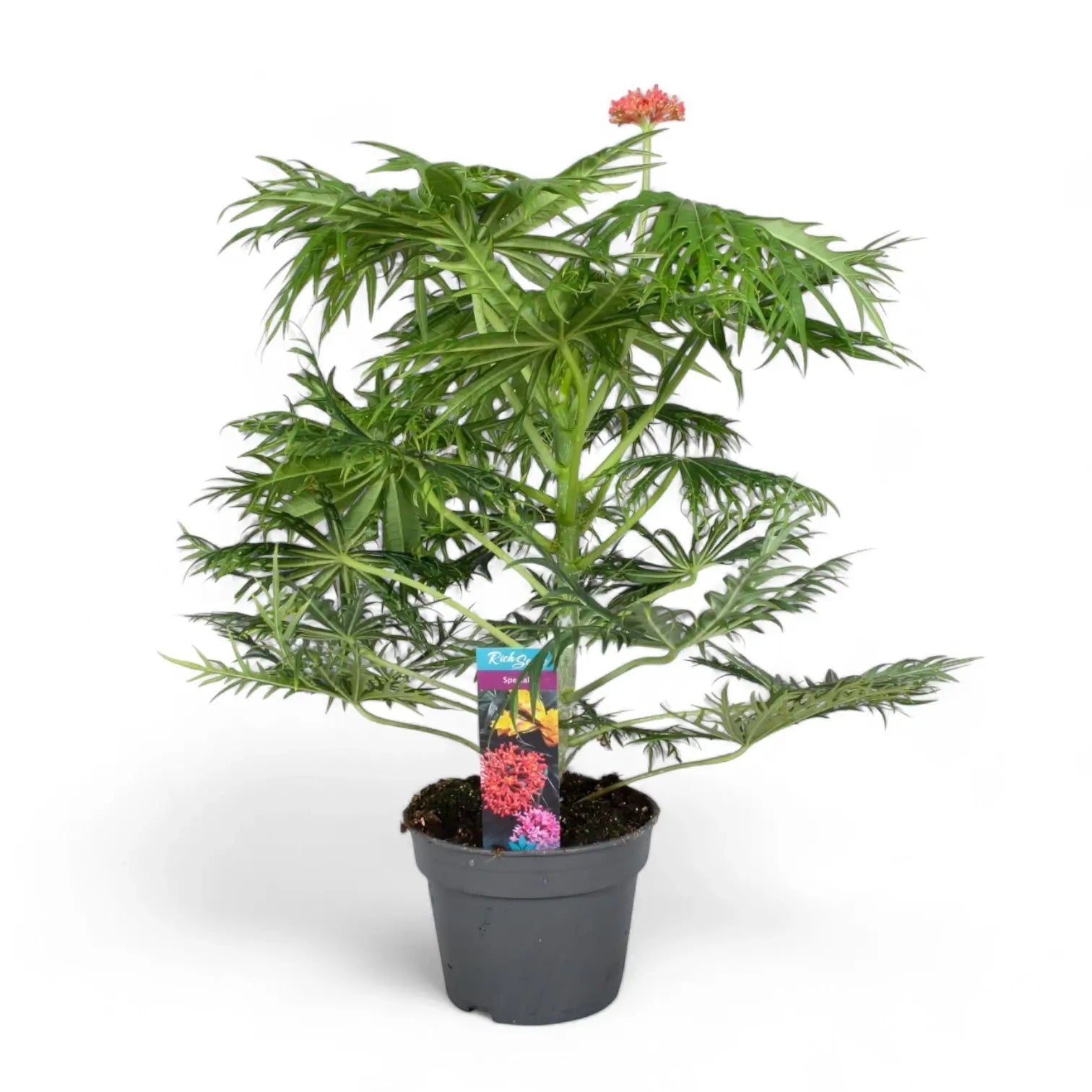 Jatropha multifida Zimmerpflanze im Anzuchttopf vor weiĂem Hintergrund, Produktfoto 2.