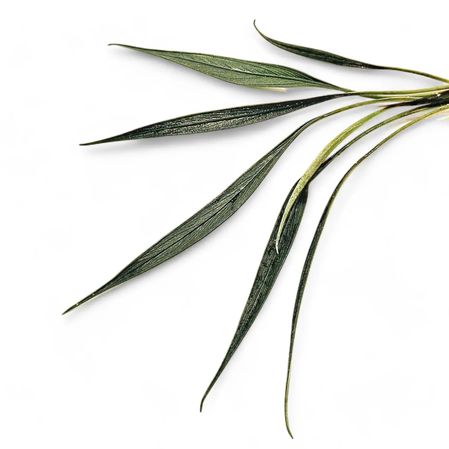 Josefia intricata Zimmerpflanze im Anzuchttopf vor weißem Hintergrund, Produktfoto 2.