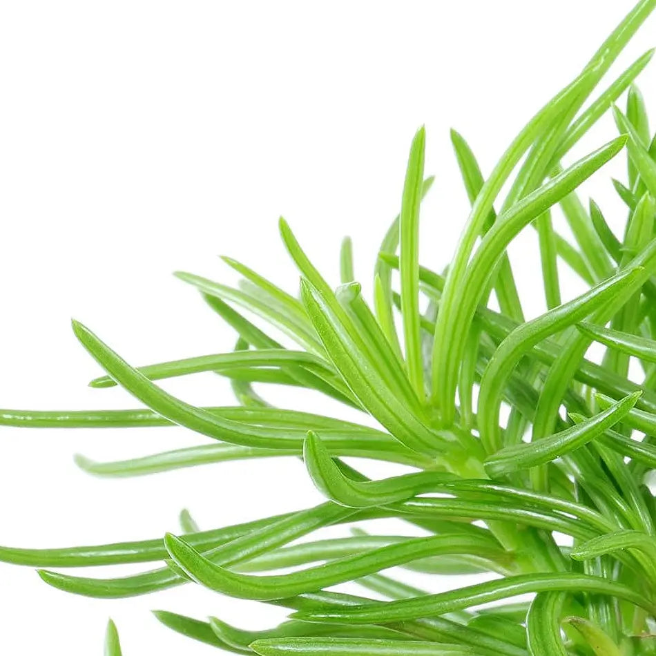 Kleinia barbertonica 'Himalaya' – Blattdetail vor weißem Hintergrund..