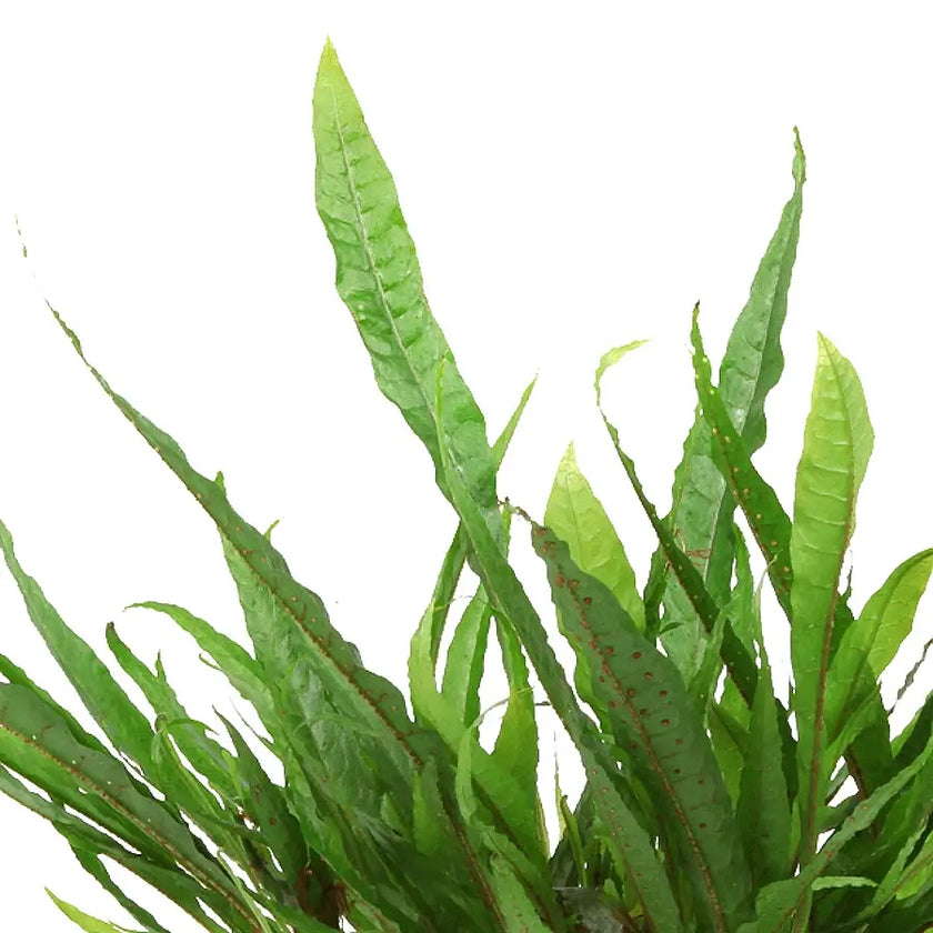 Leptochilus pteropus subsp. pteropus – Blattdetail vor weißem Hintergrund..