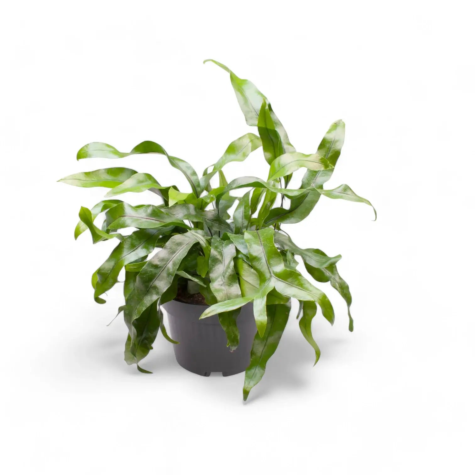 Leptochilus pteropus subsp. pteropus potted houseplant in nursery pot on white background, product photo 4.