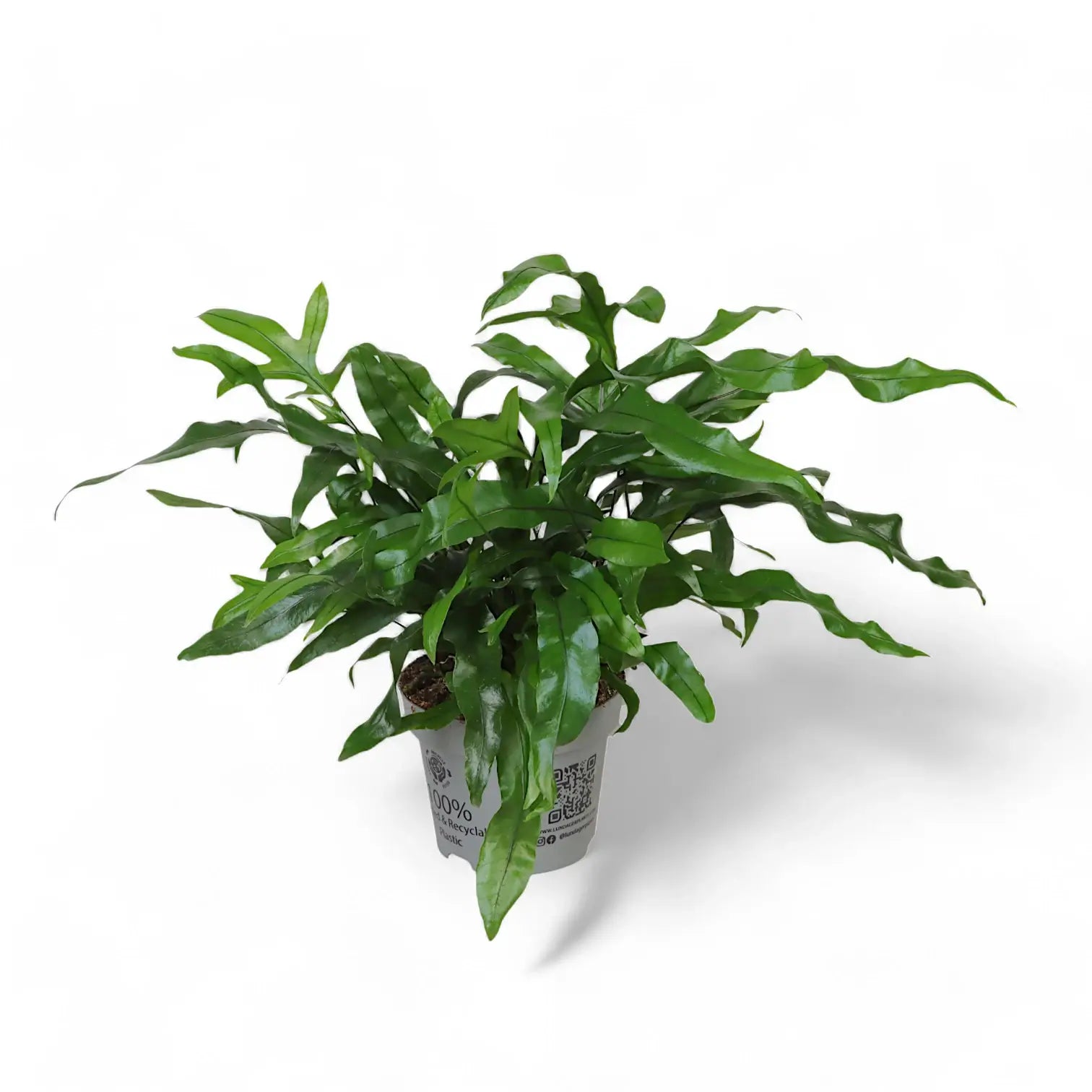 Leptochilus pteropus subsp. pteropus potted houseplant in nursery pot on white background, product photo 5.