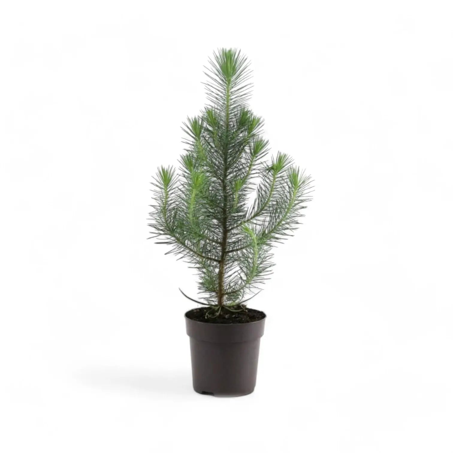Lebendes Weihnachtsbaum - Pinus Pinea 'Silver Crest' Zimmerpflanze im Anzuchttopf vor weißem Hintergrund, Produktfoto 2.