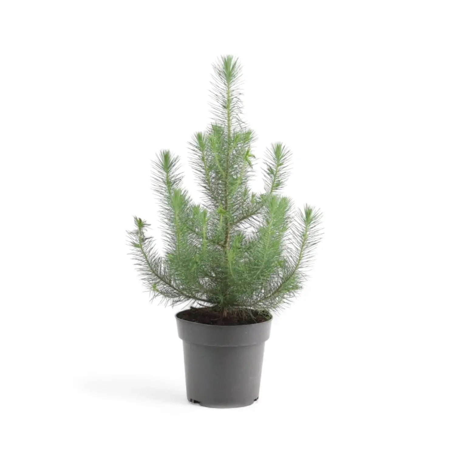 Lebendes Weihnachtsbaum - Pinus Pinea 'Silver Crest' Zimmerpflanze im Anzuchttopf vor weißem Hintergrund, Produktfoto 3.