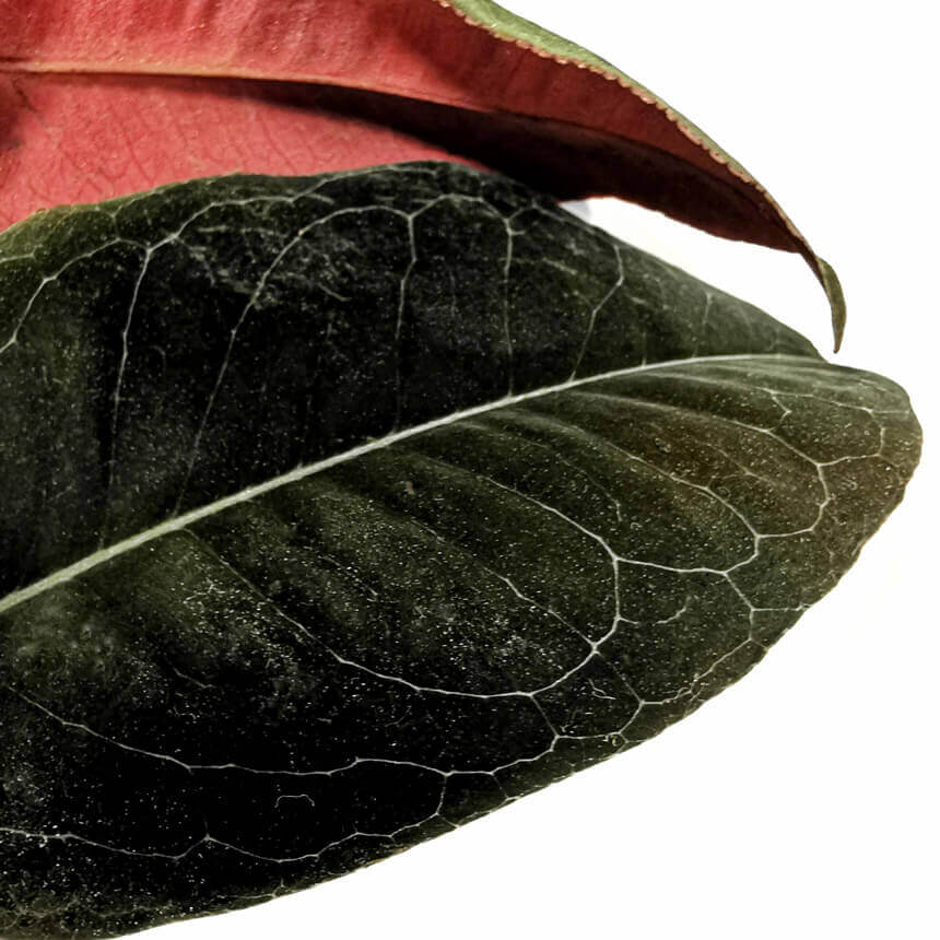 Marcgravia sp. El Coca – Blattdetail vor weißem Hintergrund..