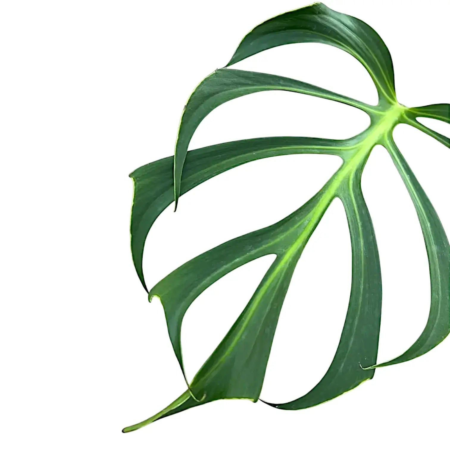 Monstera 'Burle Marx's Flame' â Blattdetail vor weiĂem Hintergrund..