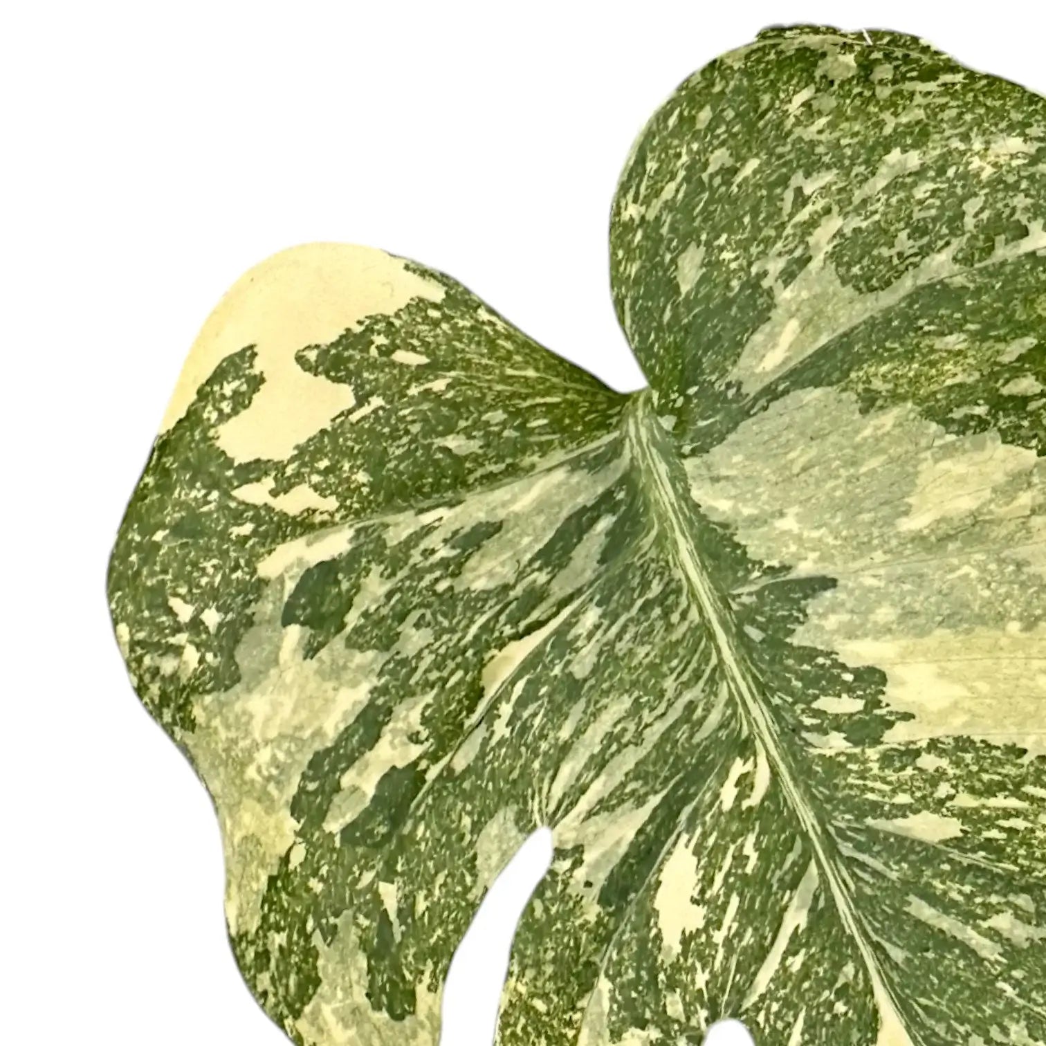 Monstera 'Crème Brûlée' – Blattdetail vor weißem Hintergrund..