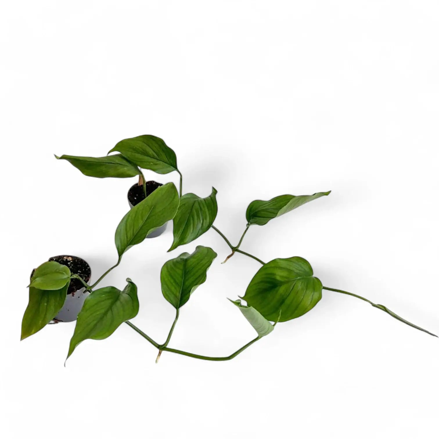 Monstera acacoyaguensis potted houseplant in nursery pot on white background, product photo 2.