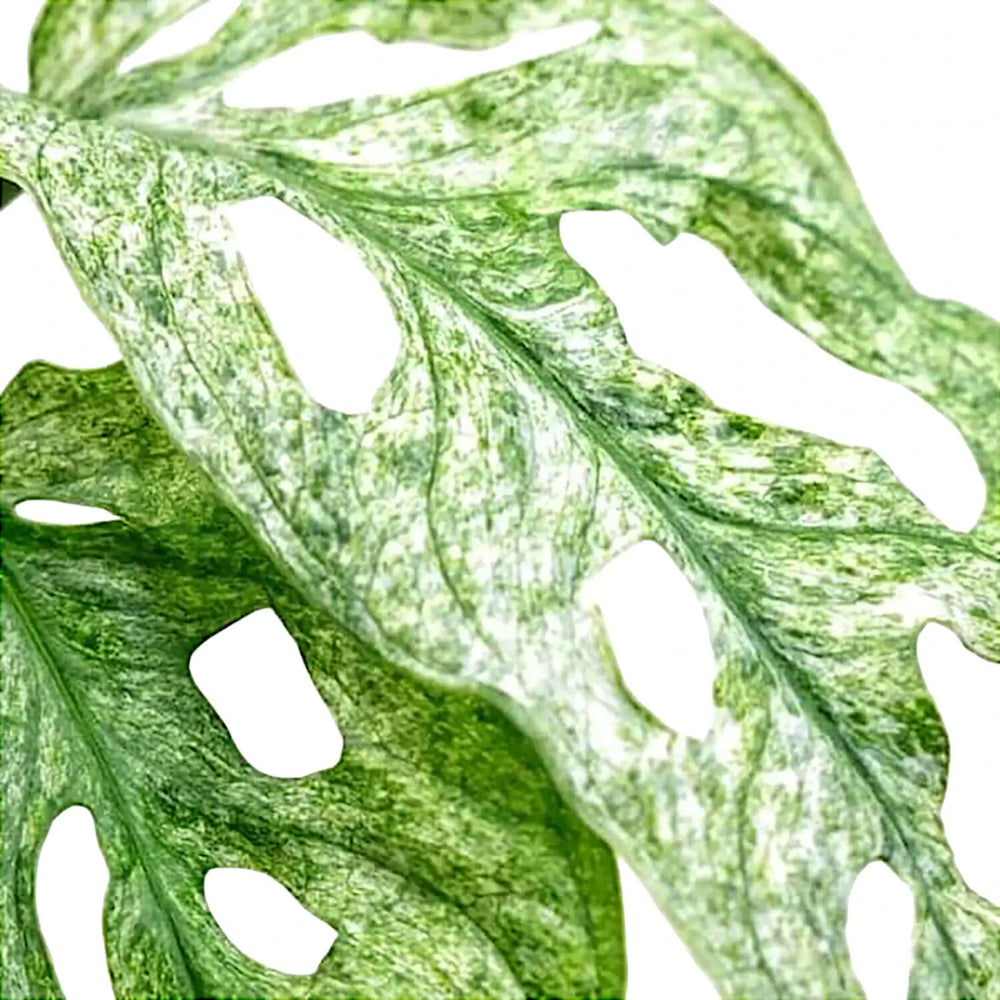 Monstera adansonii 'Mint' leaf close-up on white background.