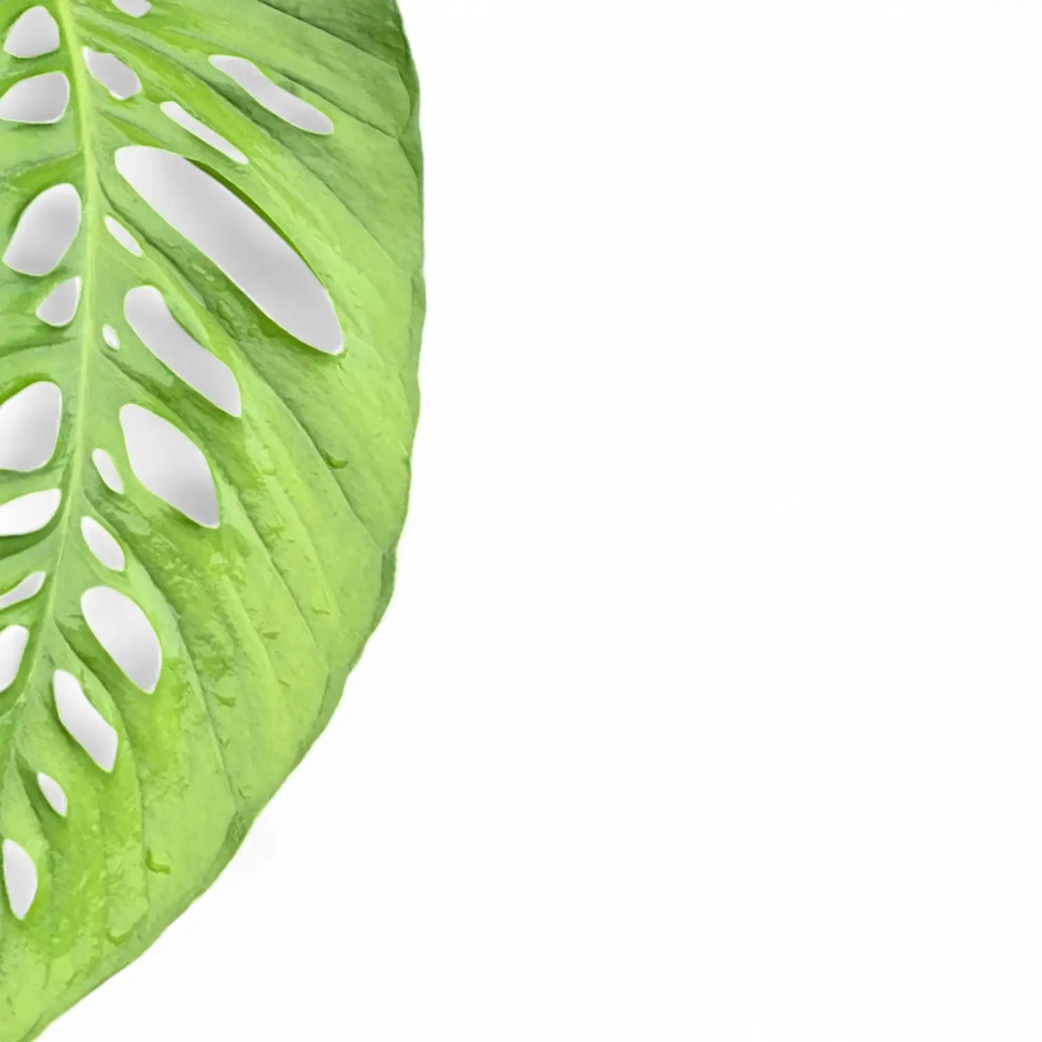 Monstera lechleriana leaf close-up on white background.