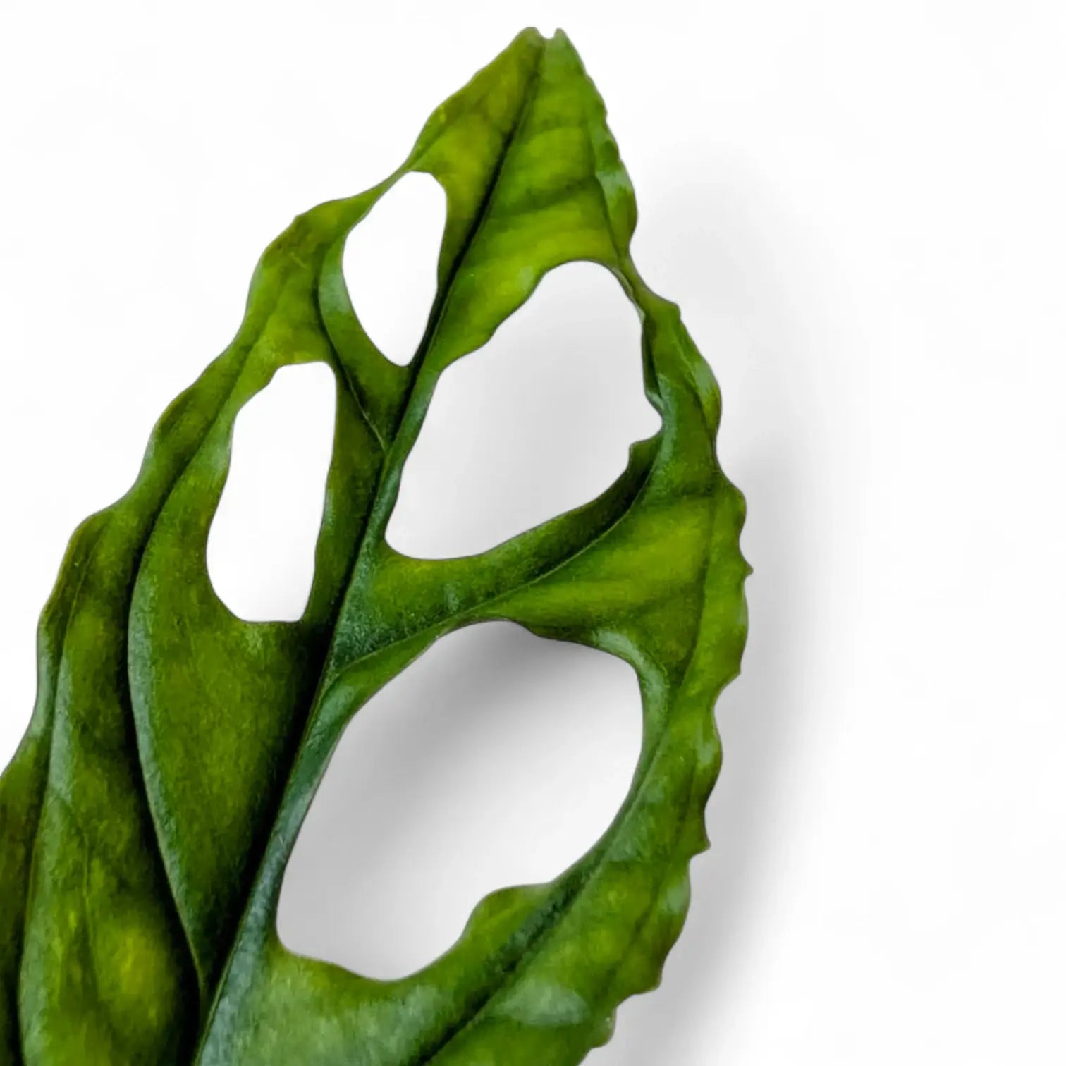 Monstera obliqua (Peru) – Zimmerpflanze im Kulturtopf auf weißem Hintergrund, Produktfoto 2.