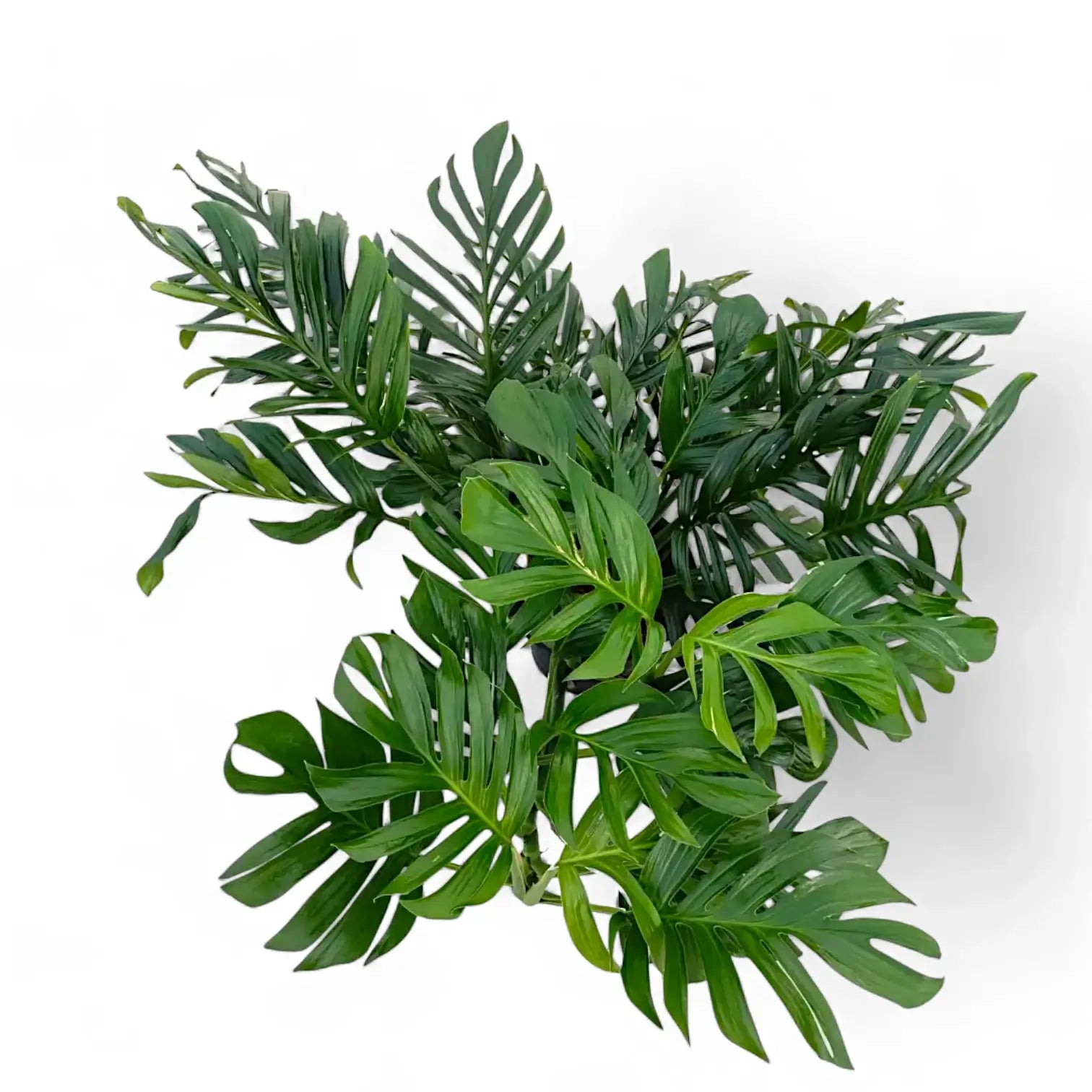 Monstera pinnatipartita leaf close-up on white background.