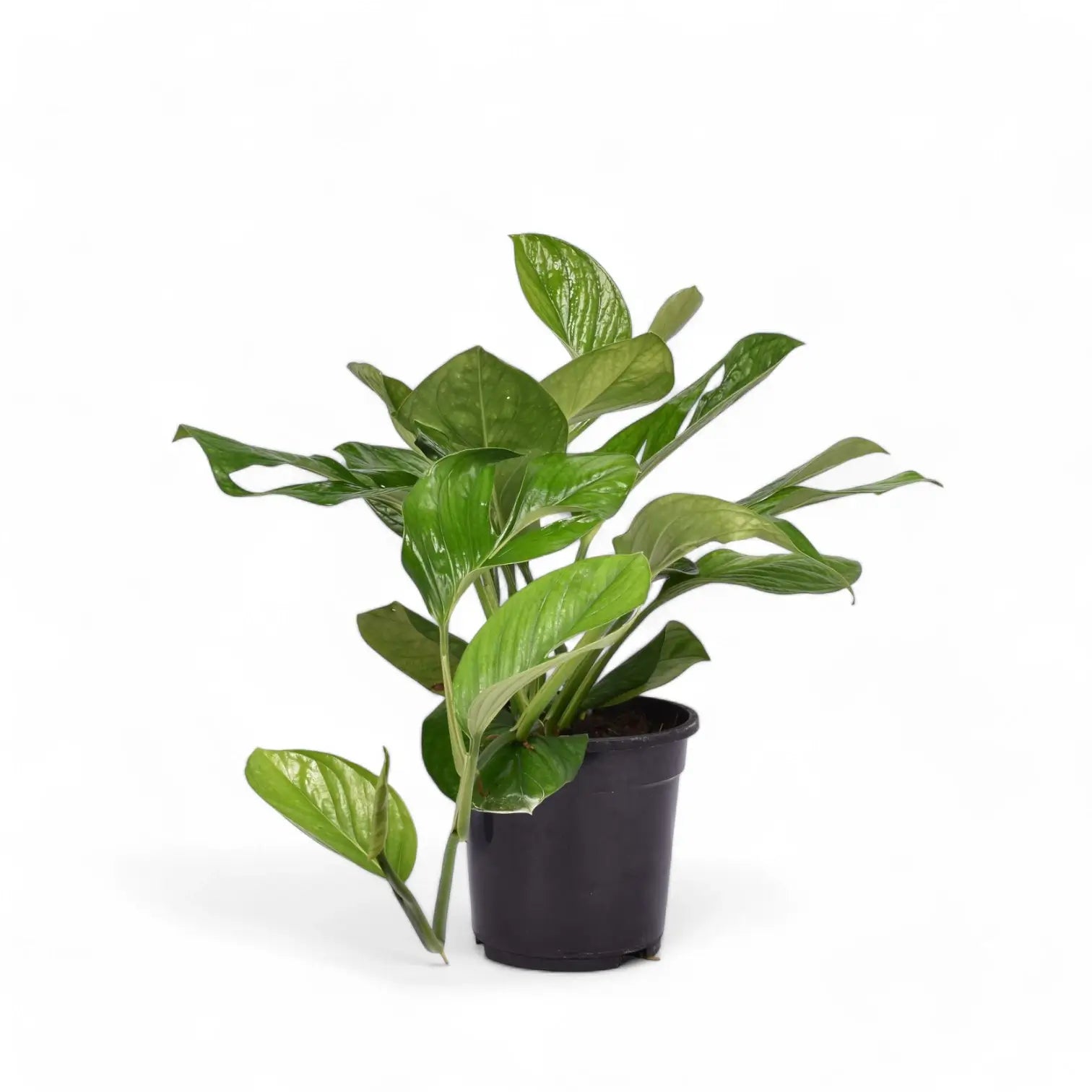 Monstera pinnatipartita potted houseplant in nursery pot on white background, product photo 3.