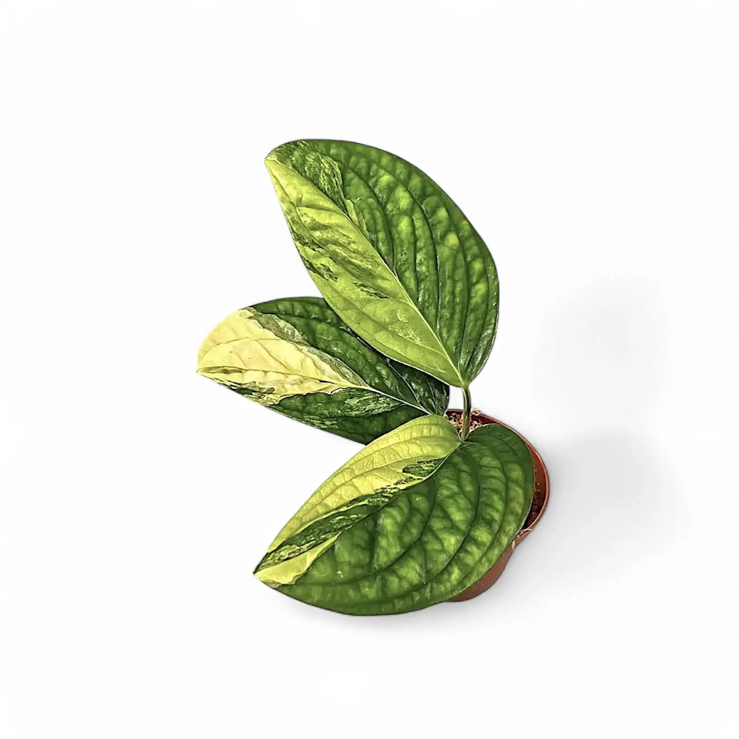 Monstera sp. Peru (karstenianum) variegata potted houseplant in nursery pot on white background, product photo 2.