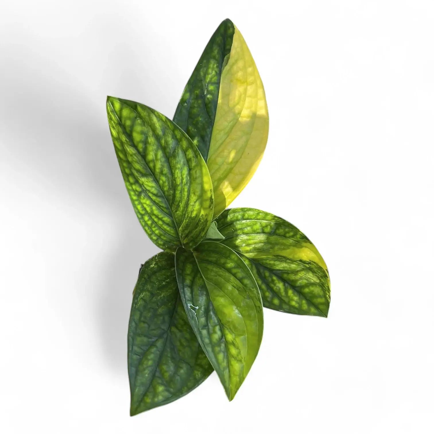 Monstera sp. Peru (karstenianum) variegata potted houseplant in nursery pot on white background, product photo 3.