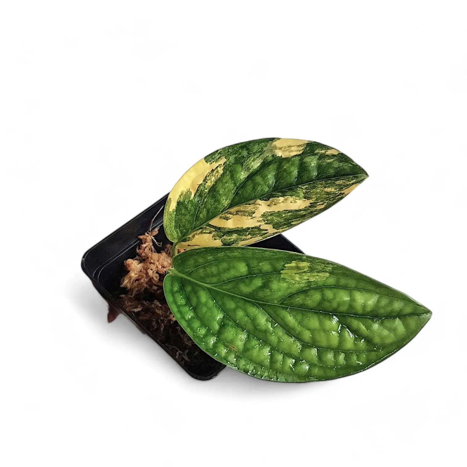 Monstera sp. Peru (karstenianum) variegata potted houseplant in nursery pot on white background, product photo 5.