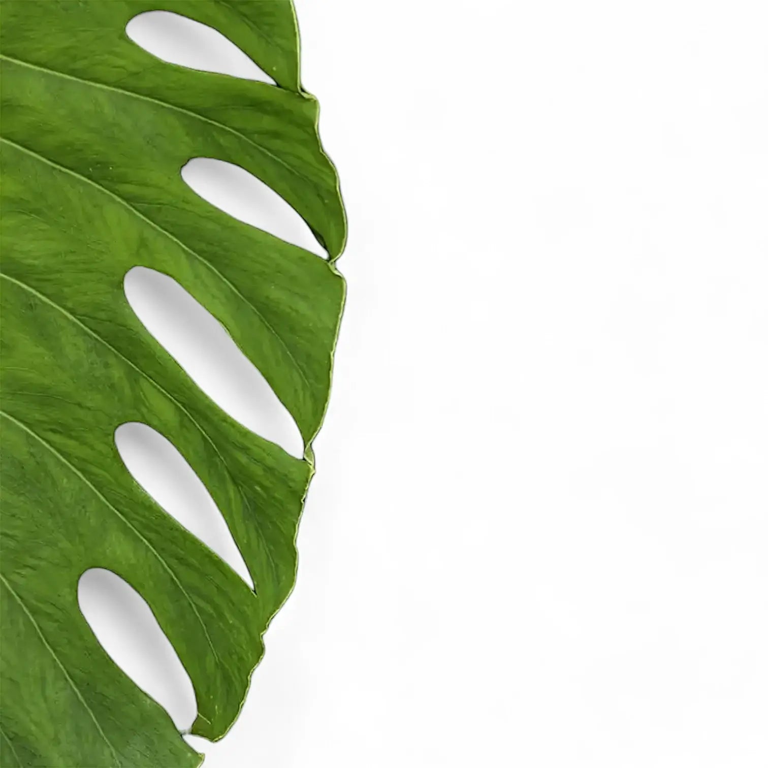 Monstera sp. Velvet (Peru) leaf close-up on white background.
