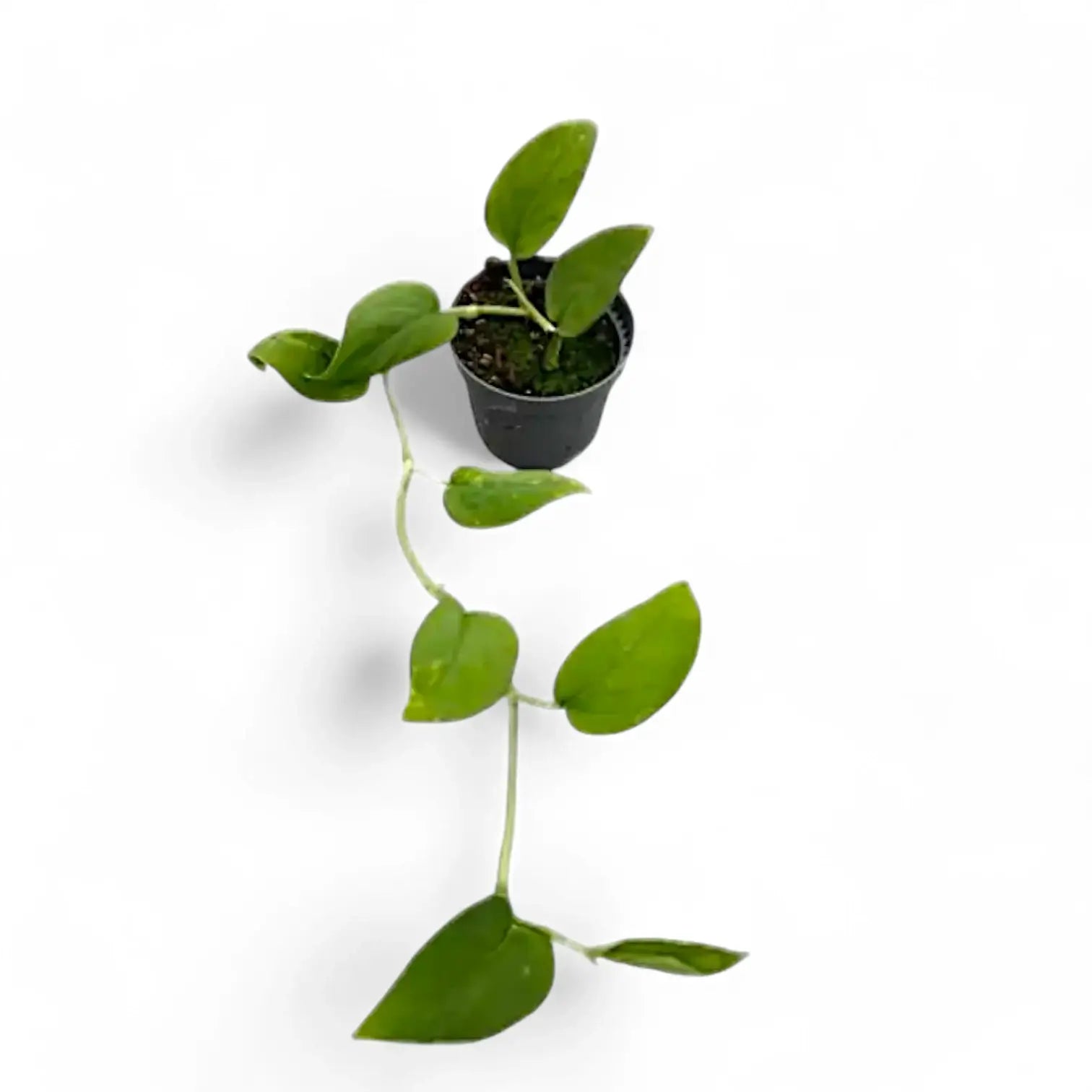 Monstera sp. Velvet (Peru) potted houseplant in nursery pot on white background, product photo 3.