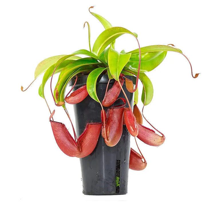 Nepenthes ‘Bloody Mary’ potted houseplant in nursery pot on white background, product photo 2.