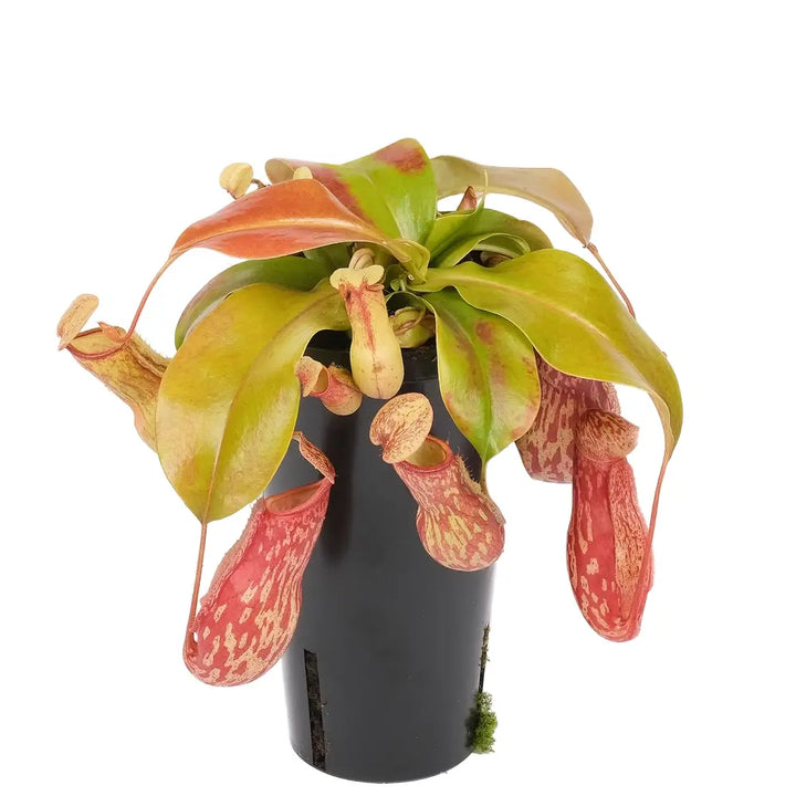 Nepenthes ‘Gaya’ potted houseplant in nursery pot on white background, product photo 2.