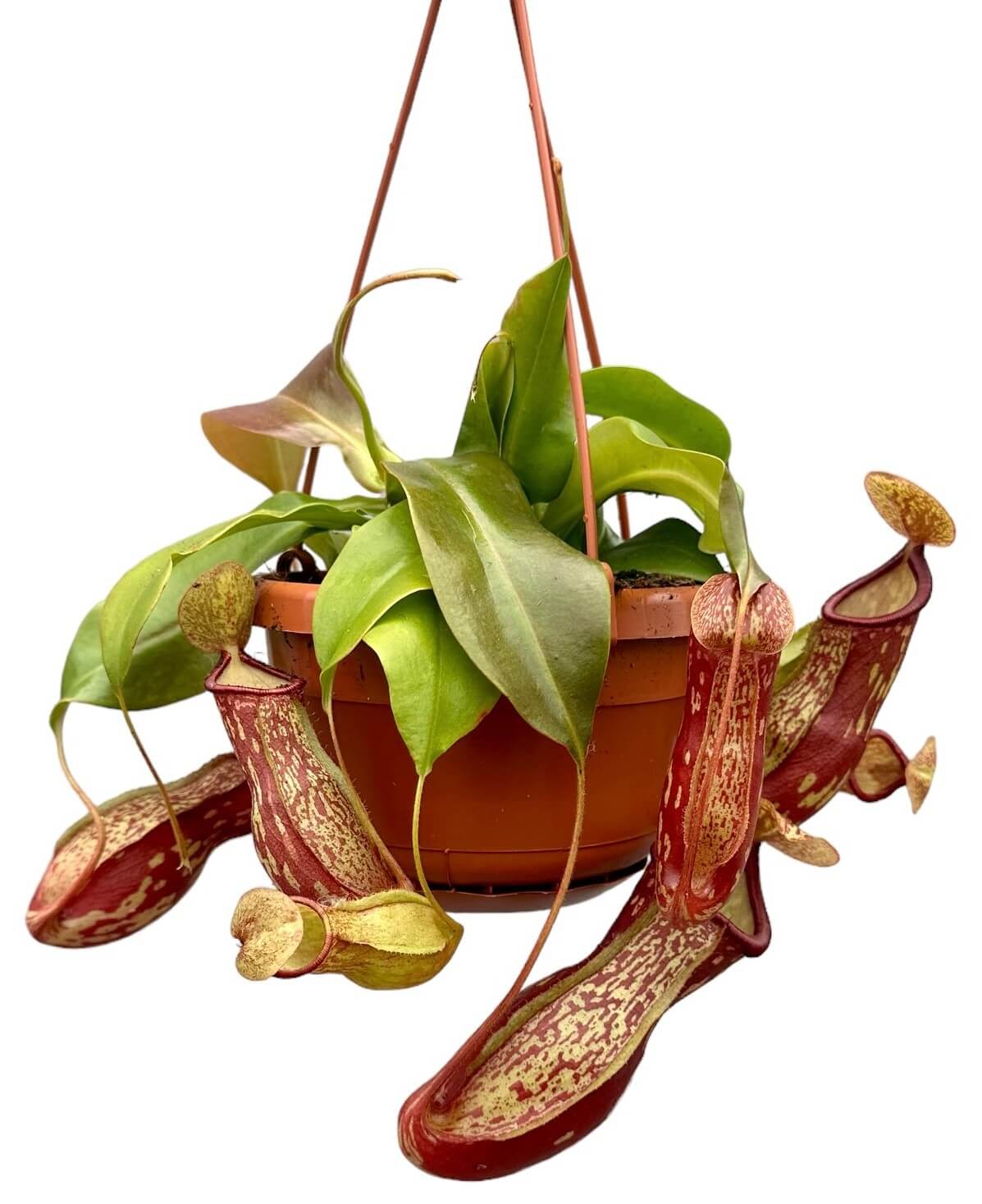 Nepenthes ‘Gaya’ potted houseplant in nursery pot on white background, product photo 3.