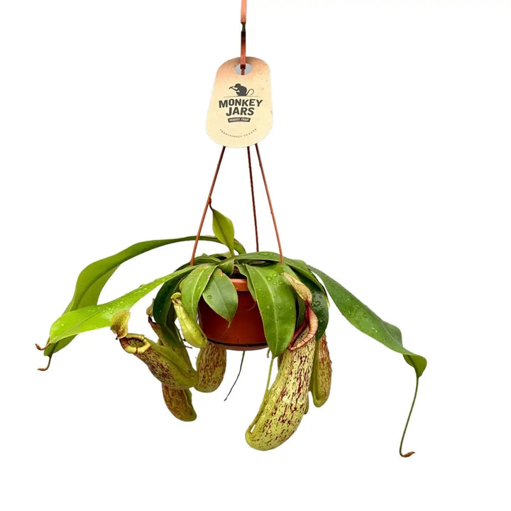 Nepenthes ‘Mojito’ potted houseplant in nursery pot on white background, product photo 2.