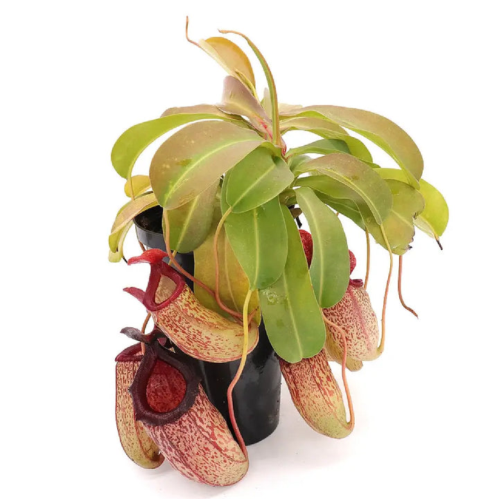 Nepenthes ‘Sam’ potted houseplant in nursery pot on white background, product photo 2.