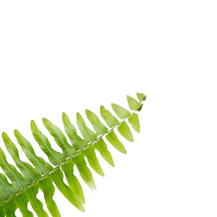 Nephrolepis exaltata 'Boston' – Blattdetail vor weißem Hintergrund..