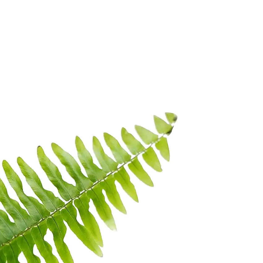 Nephrolepis exaltata 'Boston' leaf close-up on white background.