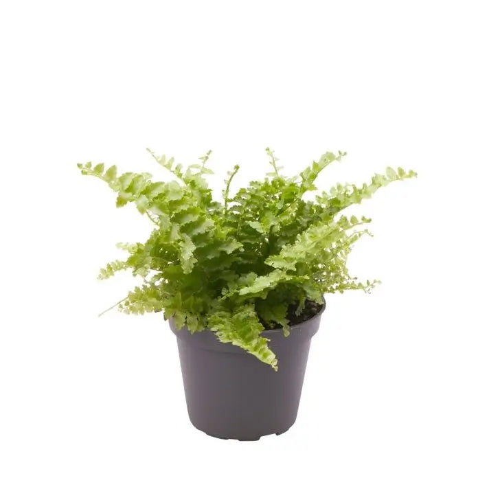 Nephrolepis exaltata 'Boston' potted houseplant in nursery pot on white background, product photo 2.