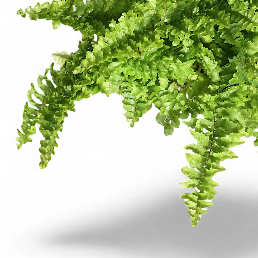 Nephrolepis exaltata ‘Fluffy Ruffles’ – Blattdetail vor weißem Hintergrund..