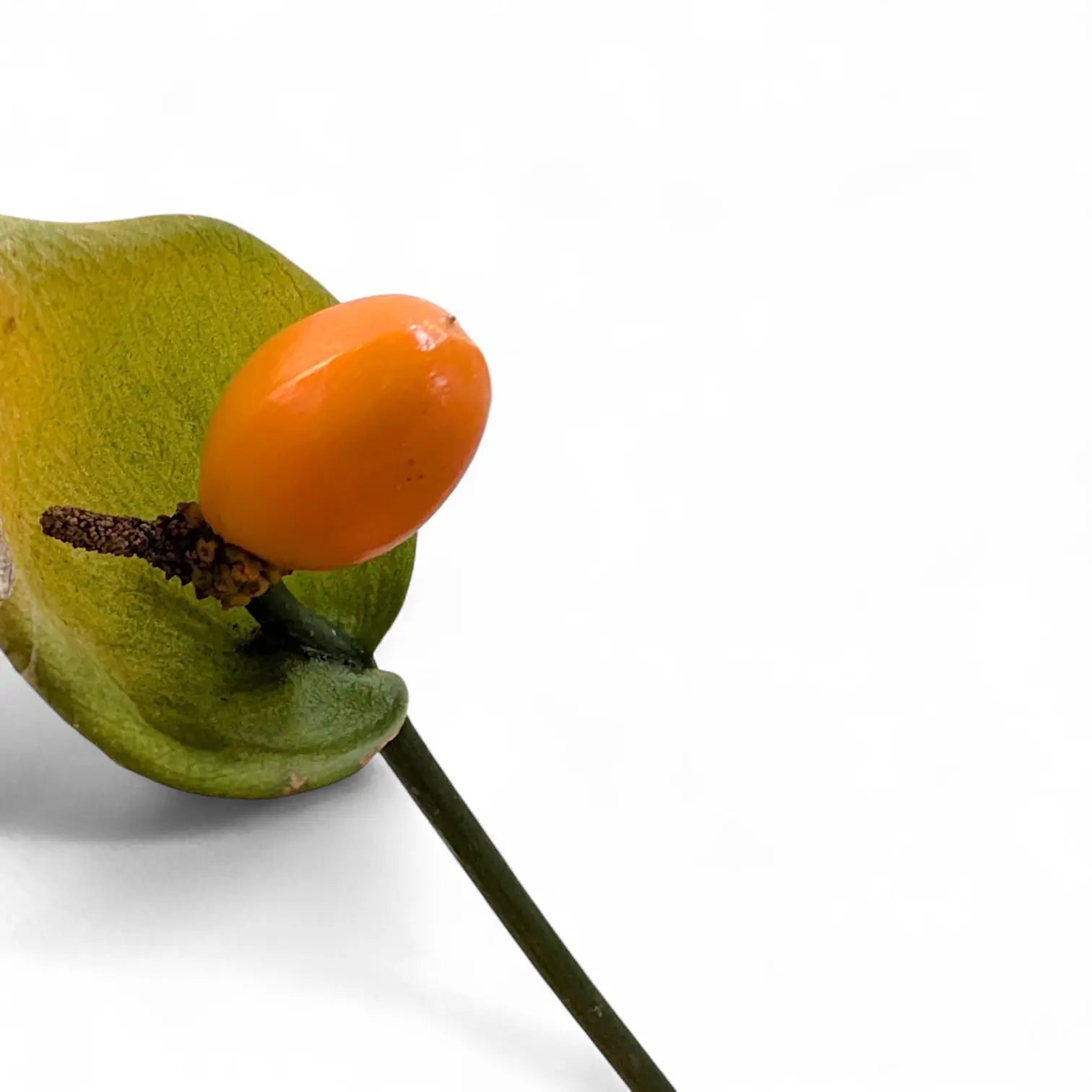 Nephthytis poissonii Zimmerpflanze im Anzuchttopf vor weißem Hintergrund, Produktfoto 2.