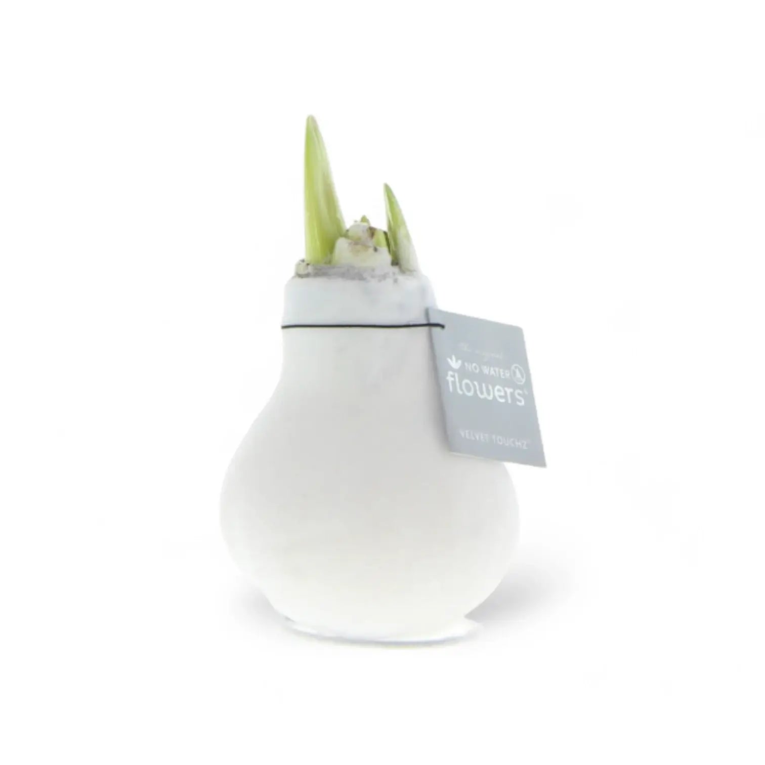 No Water Flowers: Wax Amaryllis Bulbs potted houseplant in nursery pot on white background, product photo 10.