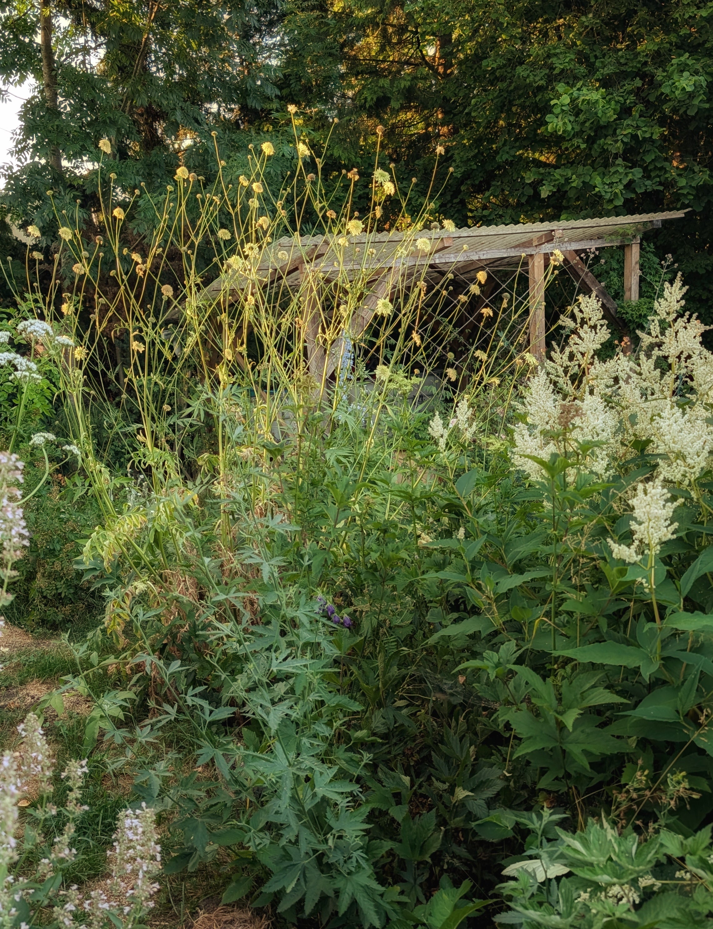 Gartenansicht mit Pflanzen und einer Holzkonstruktion im Hintergrund