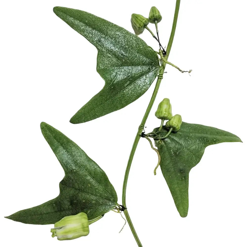 Passiflora biflora leaf close-up on white background.
