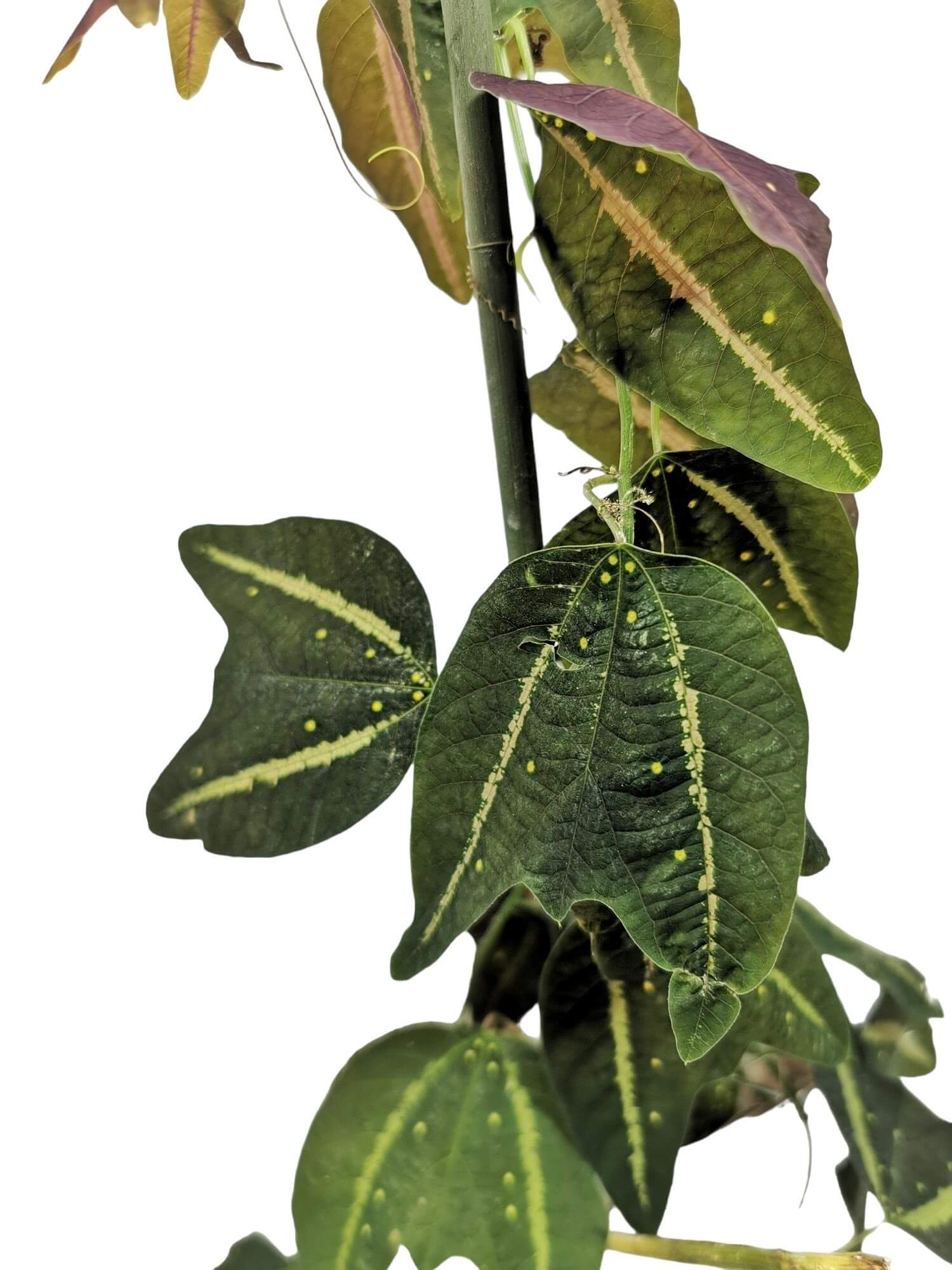 Passiflora boenderi potted houseplant in nursery pot on white background, product photo 3.