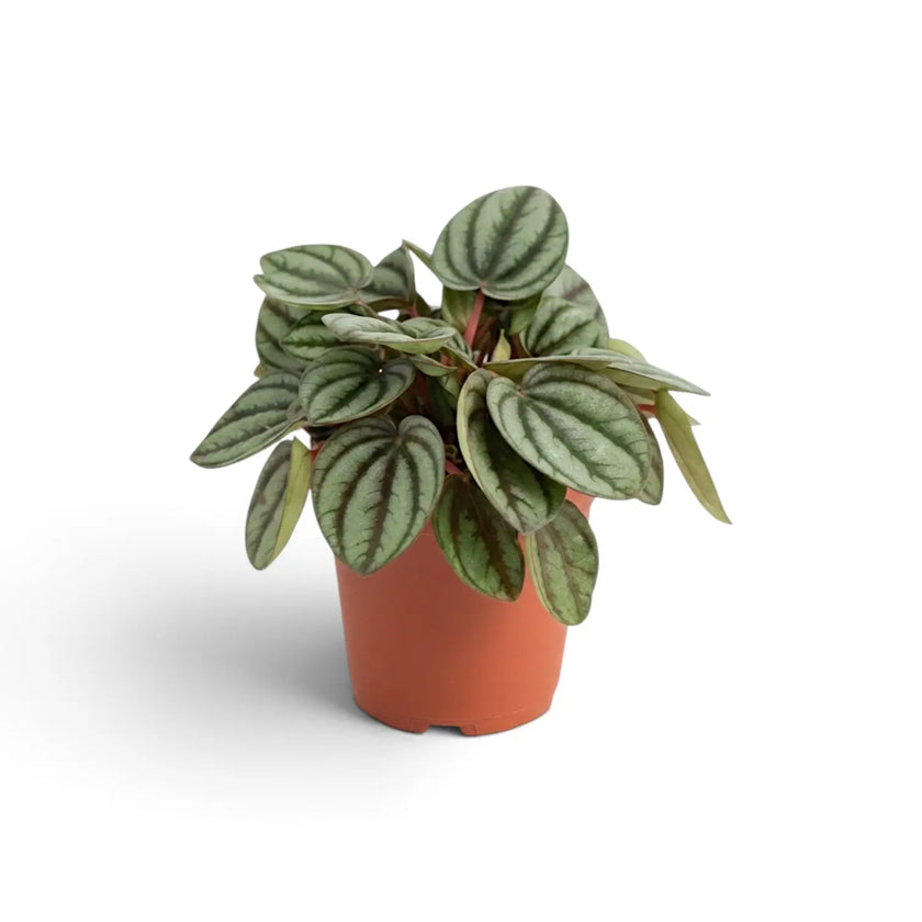 Full Peperomia 'Piccolo Banda' in a terracotta nursery pot with broad silver-green striped leaves