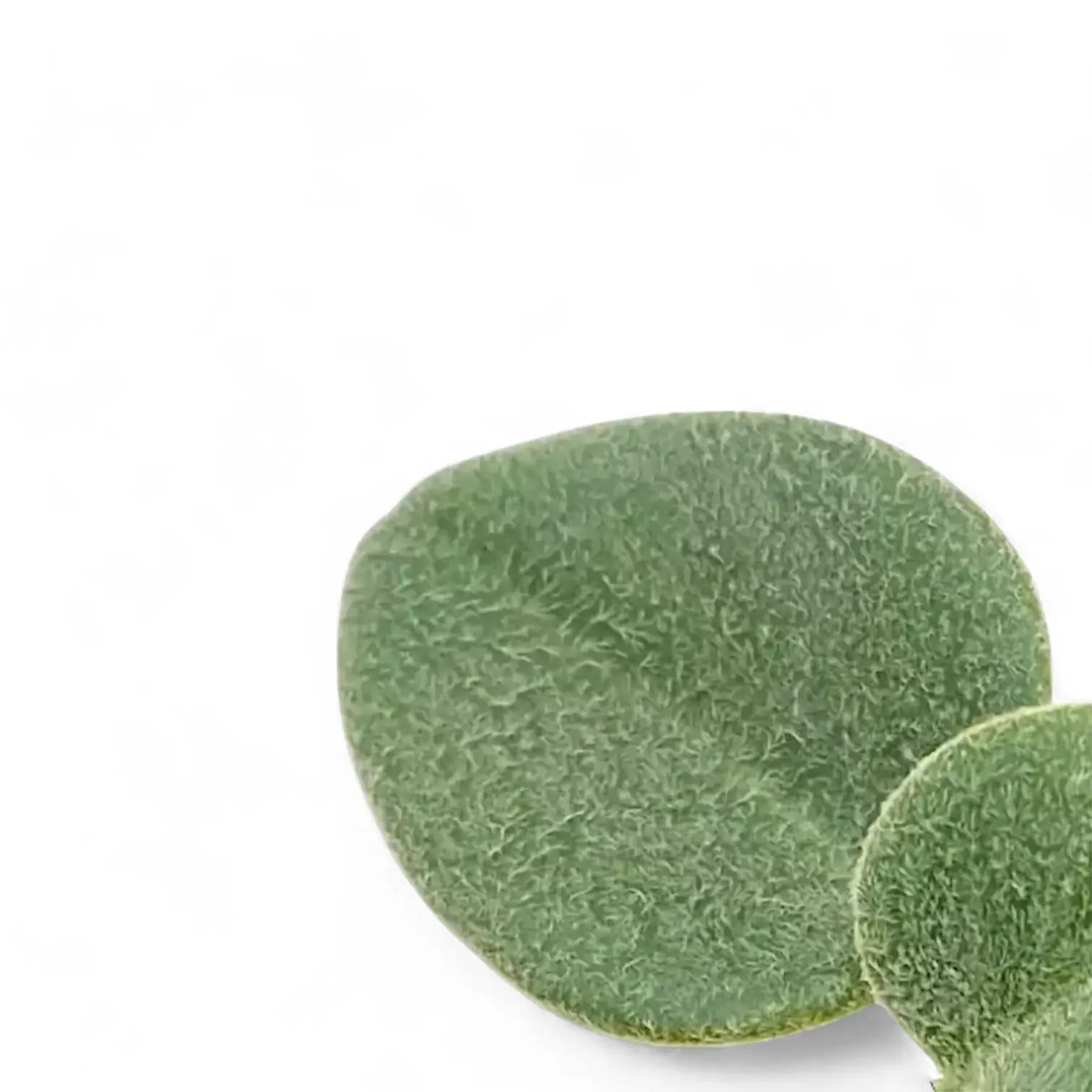 Peperomia 'Hovaria' leaf close-up on white background.