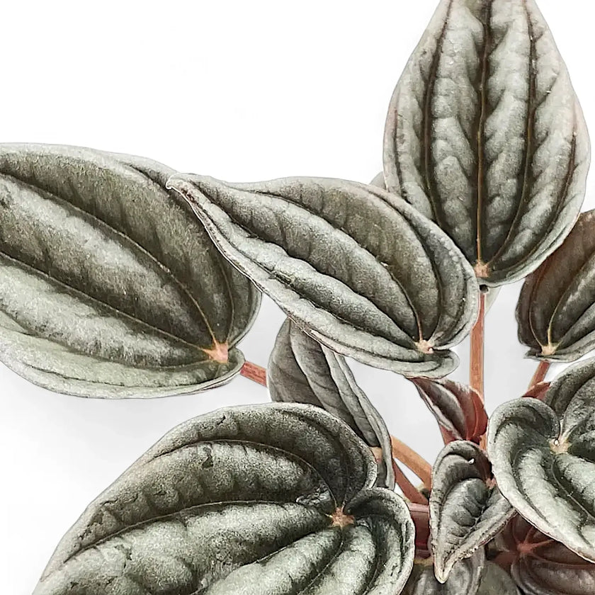 Peperomia 'Mendoza' leaf close-up on white background.