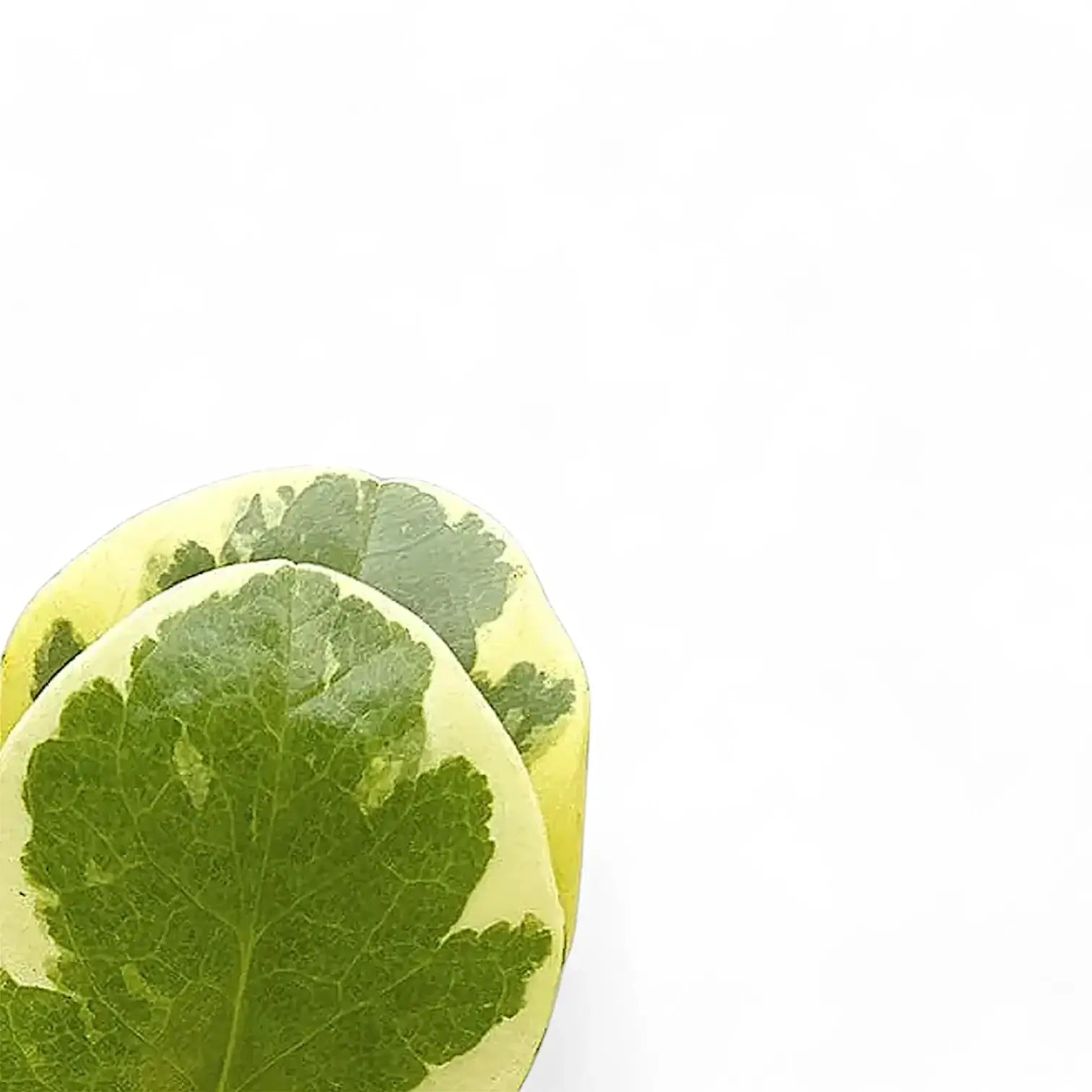 Peperomia obtusifolia 'USA' leaf close-up on white background.