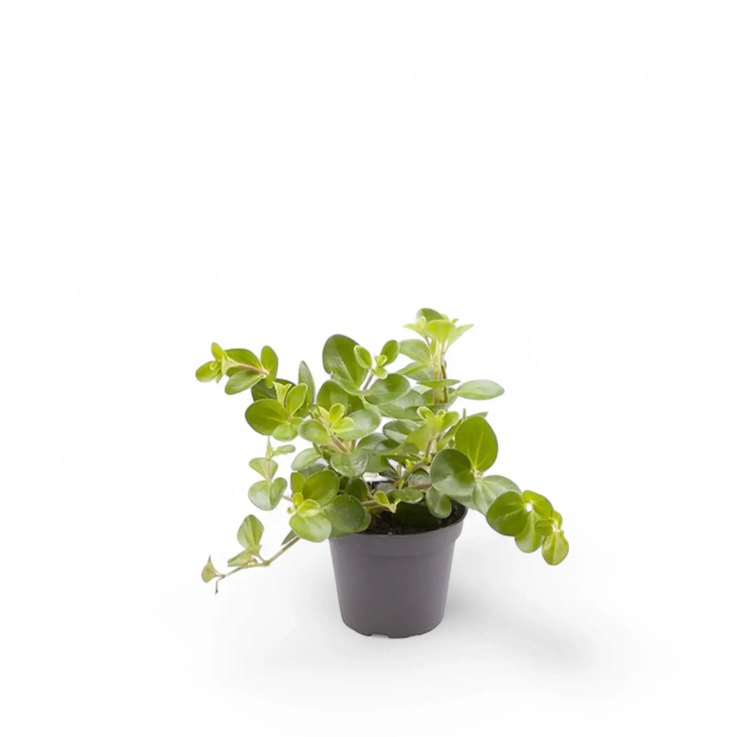 Peperomia rotundifolia potted houseplant in nursery pot on white background, product photo 2.