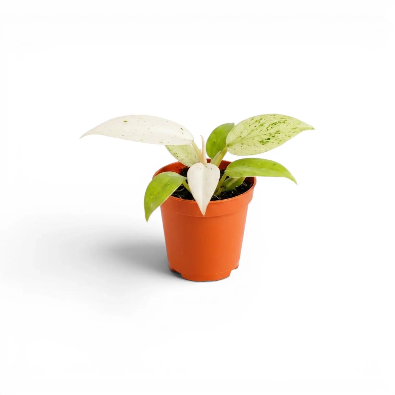 Philodendron 'Whipple Way' baby plant side view